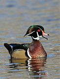 Wood Duck